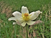 50 Pulsatilla alpina (Anemone alpino)